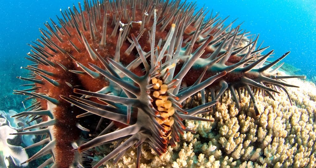 The Problem: Crown of Thorns Starfish Killing Reefs